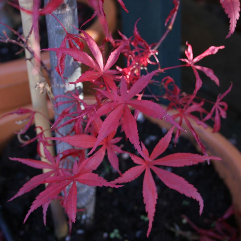 Acer Palmatum Skeeter's Broom – érable Compact Rouge