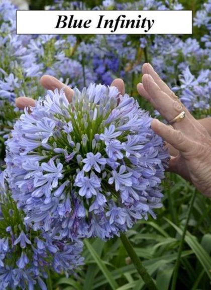 Agapanthus (En variétés séléctionnées)