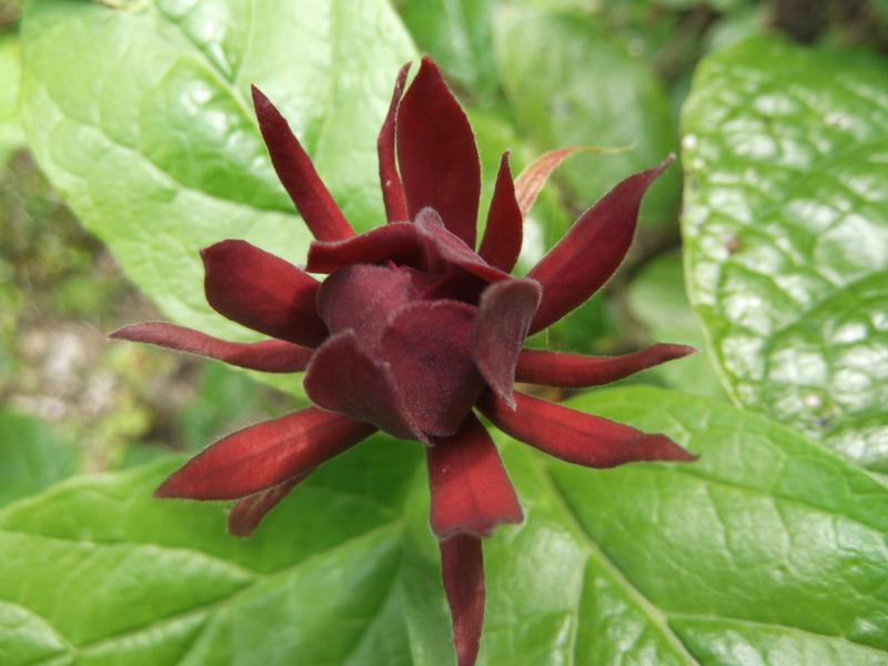calyflor00001a.jpg