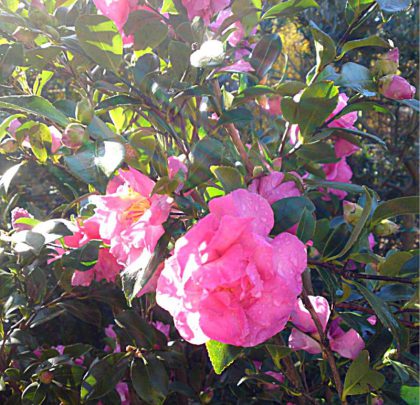 Camellia sasanqua (En variétés séléctionnées)