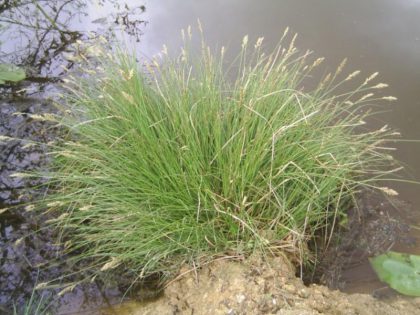 Carex paniculata