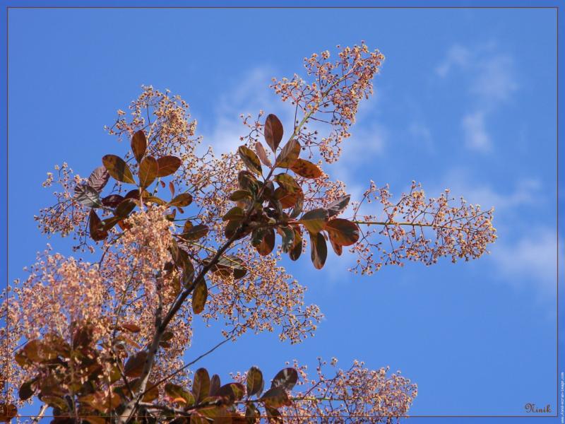 coticorp00001a.jpg
