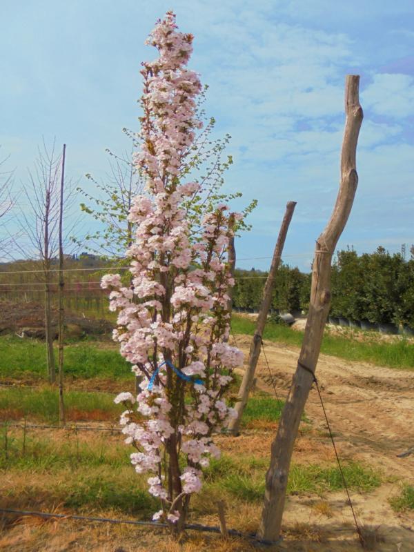 prunseamc.jpg