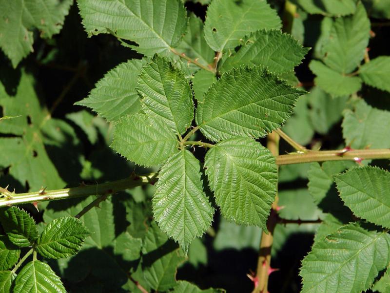 rubuidae00001a.jpg